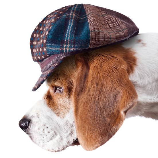 hund med sherlock holmes-hat på hovedet