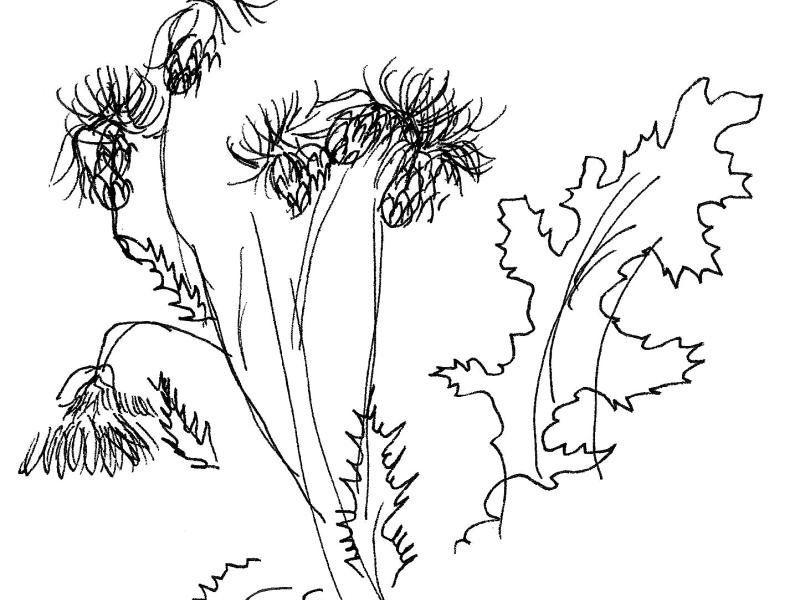 Stregtegning af en plante