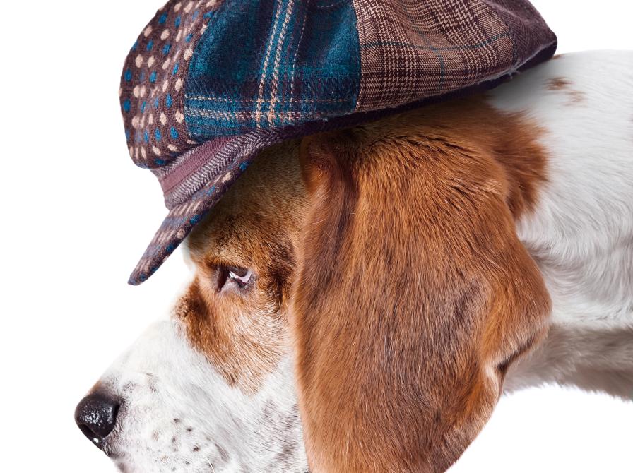 hund med sherlock holmes-hat på hovedet